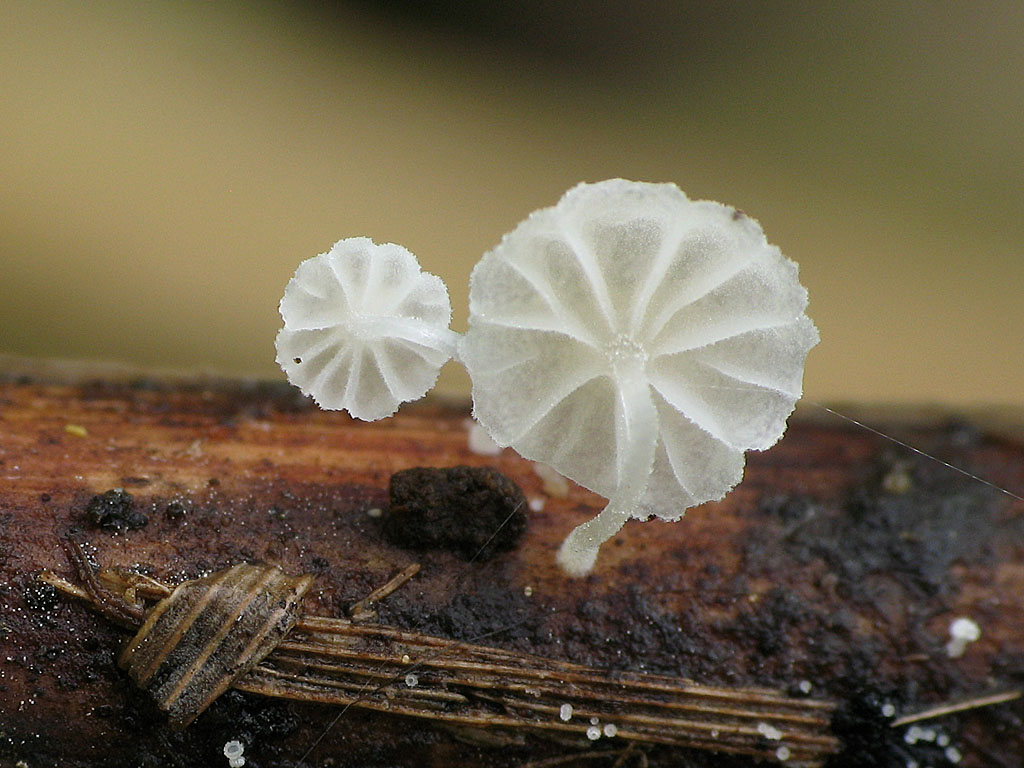Une photo d'un Resinomycena saccharifera